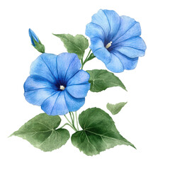 Watercolor painting of two light blue morning glories with green leaves and a bud on a black background.