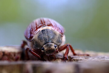 cockchafer