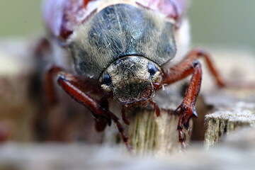 cockchafer