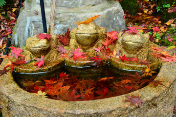 新潟市中野邸の大庭園の紅葉