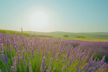 Fototapeta premium Beautiful lavender field at sunrise, vibrant purple flowers, lush green stems, serene nature landscape, scenic rural view, calming horizon under clear blue sky