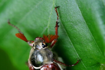 cockchafer