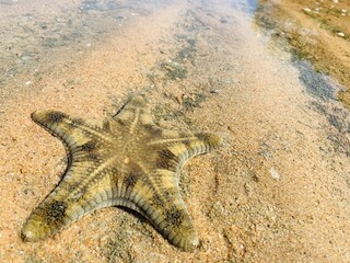 Close-up view of starfish on the beach