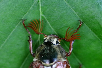 cockchafer