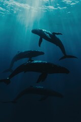 Naklejka premium Pod of whales swimming in deep blue ocean with sunbeams, for nature documentary