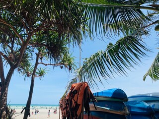 tropical beach with palm trees
