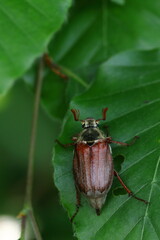 cockchafer