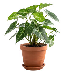Vibrant Houseplant in Terracotta Pot Against transparent white background