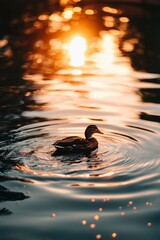 Duck swimming on the water. Sunset glow reflecting in water. Nature background