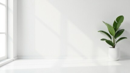 Serene Minimalist Room Interior Design Featuring a Single Potted Plant in Sunlight