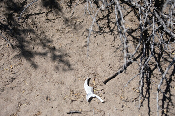 Bones in the desert sand
