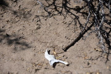 Bones in the desert sand