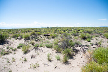Pitbull wandering the sagebrush Alamosa Colorado