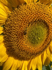 Bee gathering pollen on sunflower, close up.