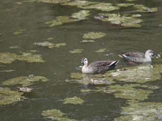 薄氷が張る池を泳ぐ鴨