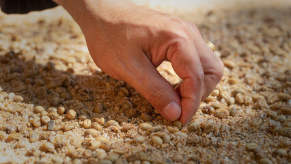 Farmer's hand planting seeds in soil, Hand growing seeds of coffee on sowing soil at garden metaphor gardening, agriculture concept.