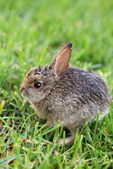 baby bunny