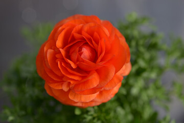 ランキュラス　ハナキンポウゲ