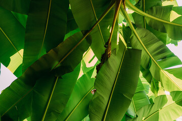 Green leaves in the forest. Banana leaf in the jungle. Large banana leaves. Banana Grove