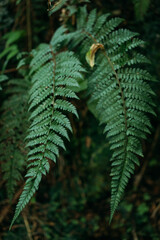 Fern leaves in the forest