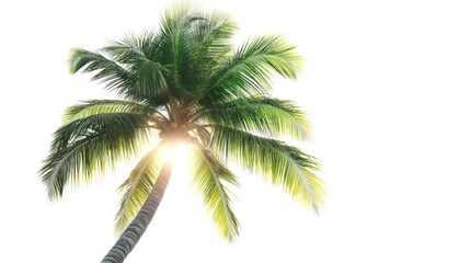 Tropical palm tree sunlit, white background, vacation