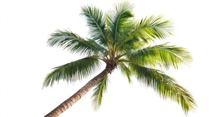 Obraz premium Tropical palm tree, sunny day, white background, vacation