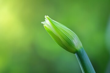 Fototapeta premium Close up shot of a vibrant green flower bud
