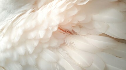 Obraz premium Delicate White Feathers Texture With Soft Plumes Background in Gentle Light Abstract Pattern