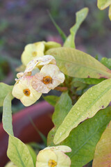 Close up of beautiful yellow Euphorbia milii, the crown of thorns, called Corona de Cristo. Crown of thorn flower. yellow Euphorbia milii flower in the garden, Blooming Euphorbia milii, bunch flowers
