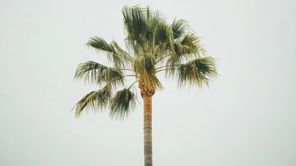 Obraz premium Palm tree swaying in wind, overcast sky, tranquil scene, travel poster