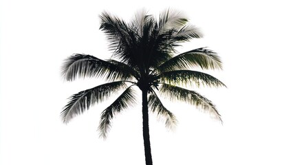 Tropical palm tree against clear sky, vacation backdrop