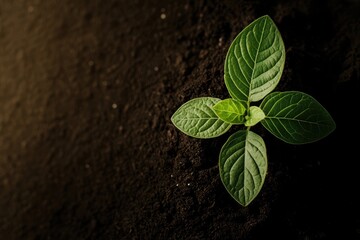 A delicate young plant with soft green leaves growing in soil, with warm spring light on the left side, leaving the right in a solid black tone for text.