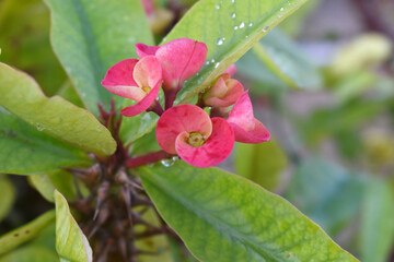 Close up of beautiful red Euphorbia milii, the crown of thorns, called Corona de Cristo. Crown of...