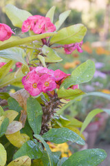 Close up of beautiful red Euphorbia milii, the crown of thorns, called Corona de Cristo. Crown of...