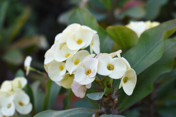 Close up of beautiful white Euphorbia milii, the crown of thorns, called Corona de Cristo. Crown of thorn flower. white Euphorbia milii flower in the garden, Blooming Euphorbia milii, bunch flowers
