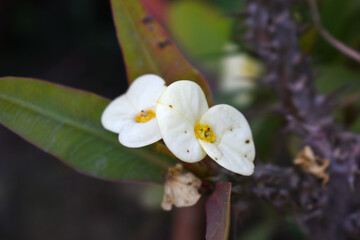 Close up of beautiful white Euphorbia milii, the crown of thorns, called Corona de Cristo. Crown of...