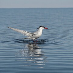 "An Arctic Tern flying low over shimmering waters with gentle ripples. The bird's delicate, elegant form reflects perfectly in the water below, creating a stunning symmetrical composition. A vast, min