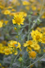 Golden Crownbeard (Also called Golden Crownbeard, Copen Daisy, golden crown beard) in the nature, Golden Crownbeard Flower closeup,Beautiful yellow flower closseup in nature Chakwal, Punjab, Pakistan