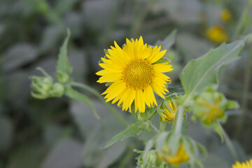 Golden Crownbeard (Also called Golden Crownbeard, Copen Daisy, golden crown beard) in the nature, Golden Crownbeard Flower closeup,Beautiful yellow flower closseup in nature Chakwal, Punjab, Pakistan