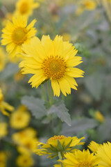 Golden Crownbeard (Also called Golden Crownbeard, Copen Daisy, golden crown beard) in the nature, Golden Crownbeard Flower closeup,Beautiful yellow flower closseup in nature Chakwal, Punjab, Pakistan