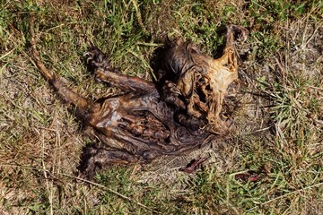 Decomposed possum animal carcass in grassy field. Nature's cycle of life and death. , Te Urewera Forest, Bay Of Plenty, New Zealand