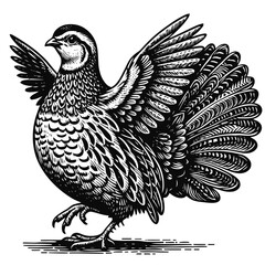 Illustration of a Quail Bird