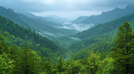 Fototapeta premium Misty mountain valley landscape with green forest under cloudy sky