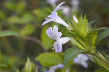 Crested Philippine violet or Bluebell barleria (Barleria cristata Lavender Lace) rare variety wild flower medicinal plant, close up, Barleria Cristata Lavender Lace Flowers With Leaves In Garden,
