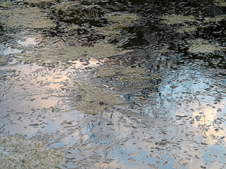 池に張った薄氷