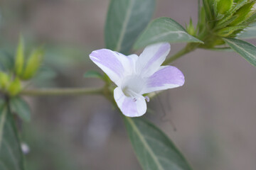 Crested Philippine violet or Bluebell barleria (Barleria cristata Lavender Lace) rare variety wild flower medicinal plant, close up, Barleria Cristata Lavender Lace Flowers With Leaves In Garden,