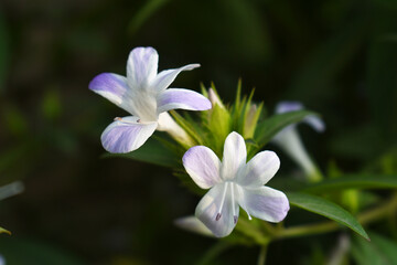 Crested Philippine violet or Bluebell barleria (Barleria cristata Lavender Lace) rare variety wild flower medicinal plant, close up, Barleria Cristata Lavender Lace Flowers With Leaves In Garden,