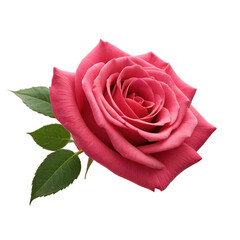 Fototapeta premium red rose isolated on white 