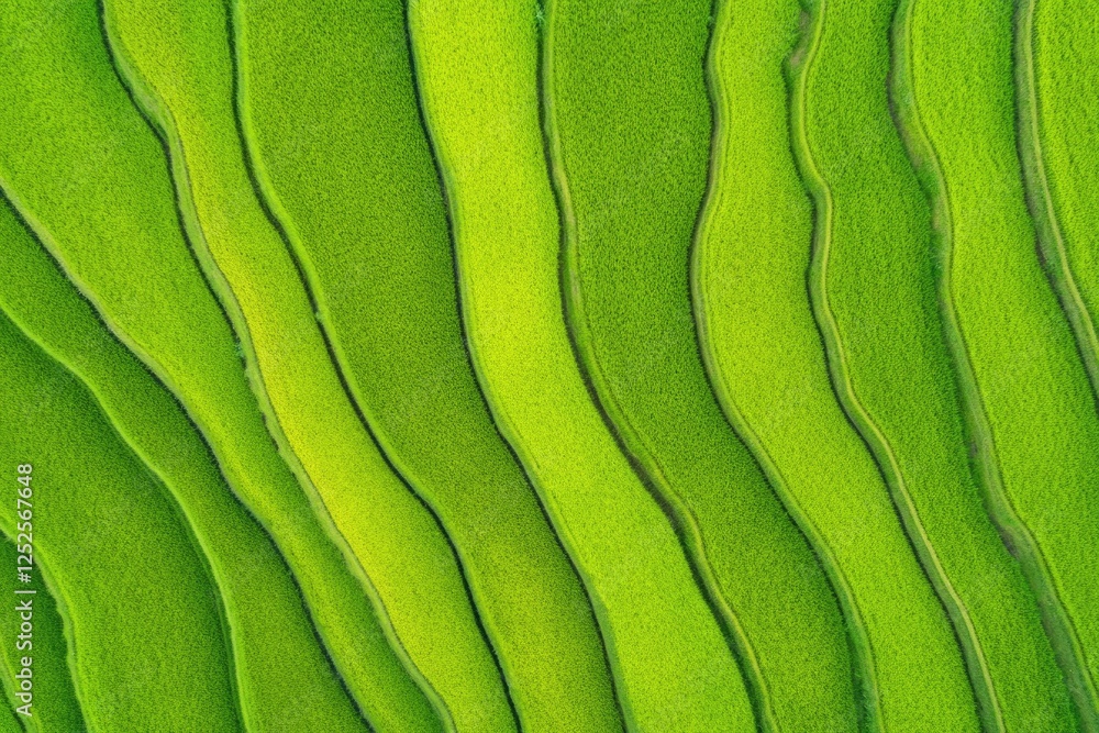 Poster aerial view of indonesian rice fields showcasing greenery and intricate patterns