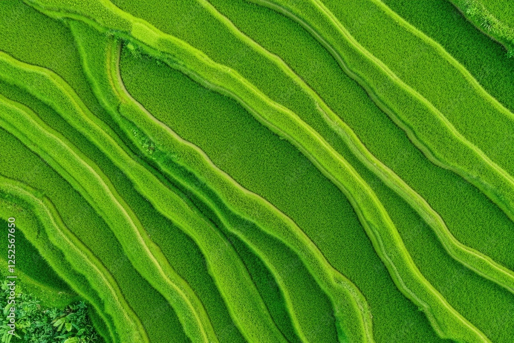 Poster aerial view of indonesian rice fields showcasing greenery and intricate patterns